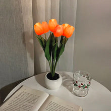 Tulipa Mágica de Colores