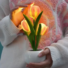 Tulipa Mágica de Colores