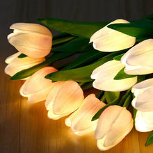 Tulipa Mágica de Colores