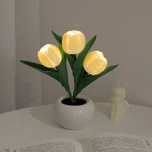 Tulipa Mágica de Colores