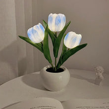 Tulipa Mágica de Colores