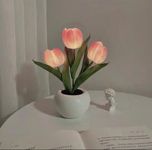 Tulipa Mágica de Colores