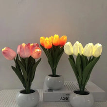 Tulipa Mágica de Colores