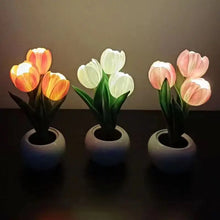 Tulipa Mágica de Colores