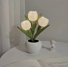Tulipa Mágica de Colores